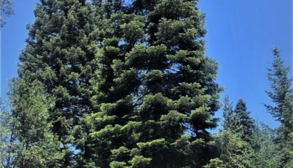 2021 U.S. Capitol Christmas Tree - Six Rivers National Forest