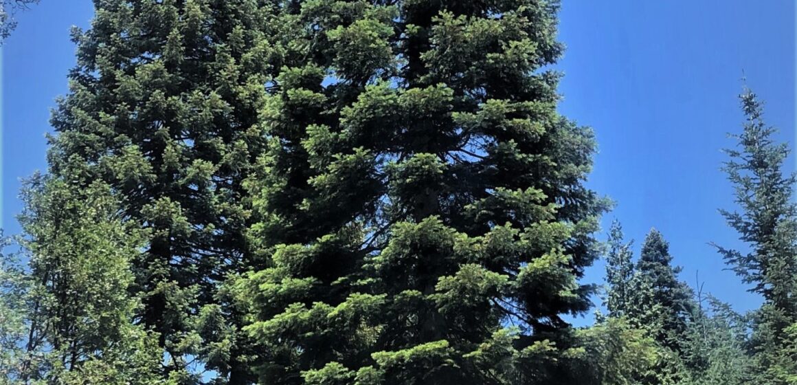 2021 U.S. Capitol Christmas Tree - Six Rivers National Forest